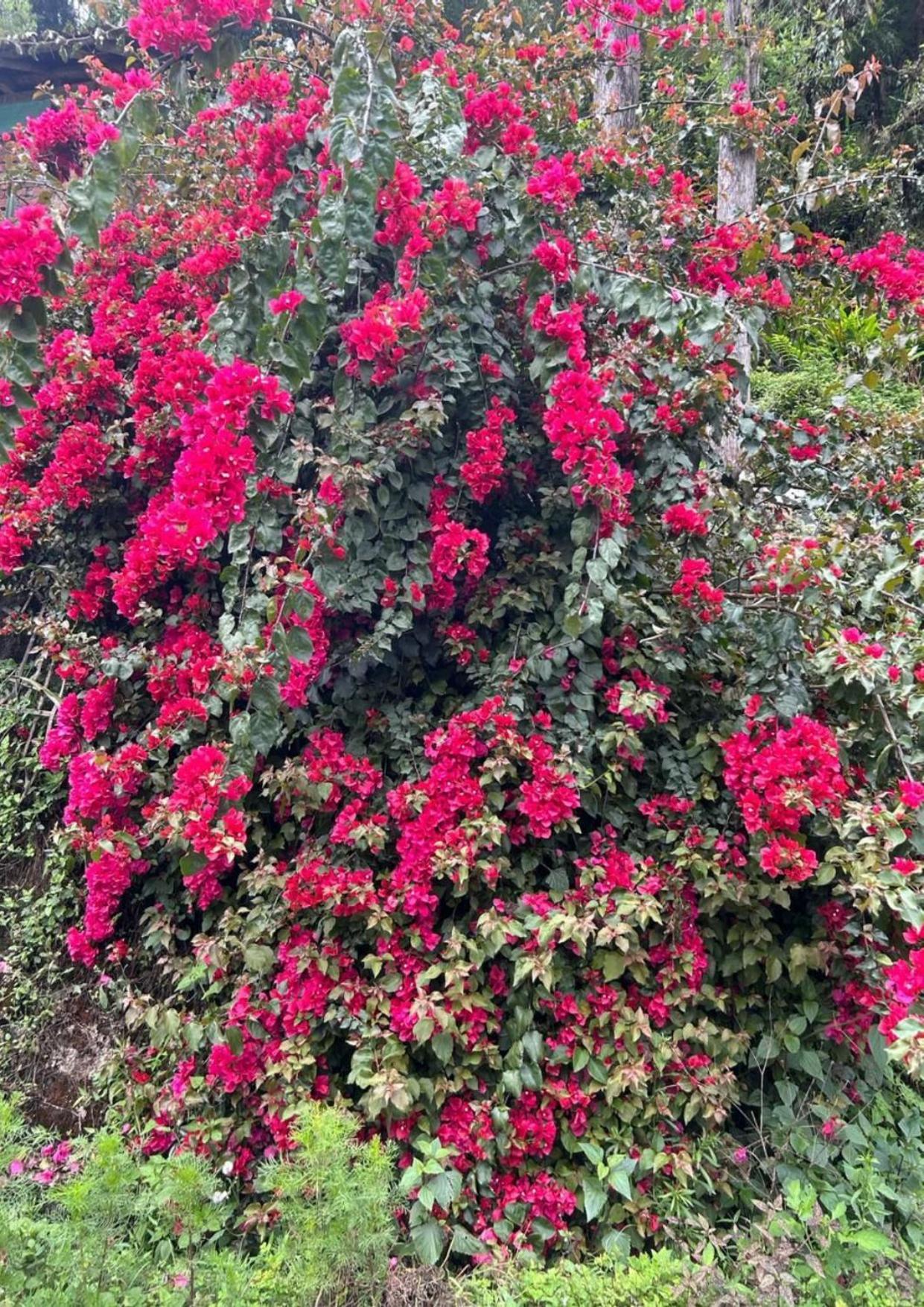 Silk Route Lingtam Resort Buitenkant foto